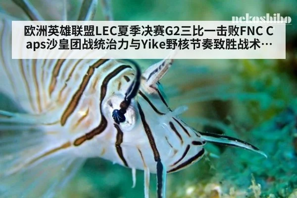 欧洲英雄联盟LEC夏季决赛G2三比一击败FNC Caps沙皇团战统治力与Yike野核节奏致胜战术复盘